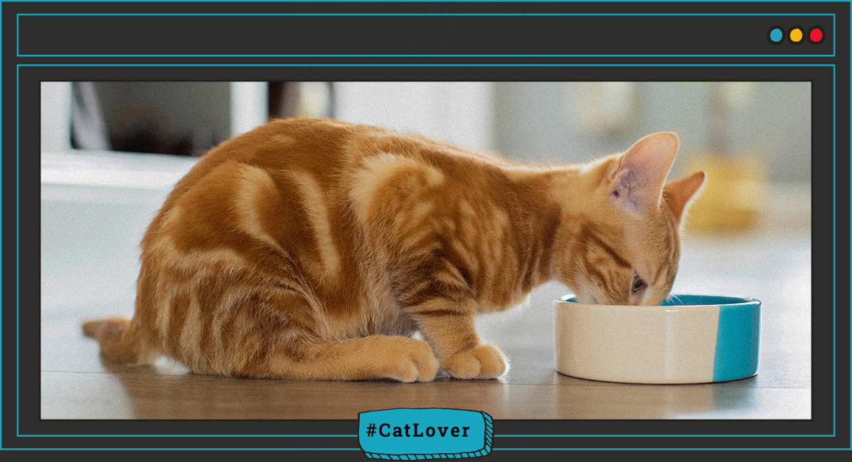 cuánto debe comer un gato cachorro